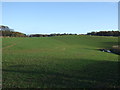 Farmland near Staveley