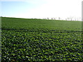 Crop field off the A6055