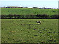 Grazing, Rougham Farm