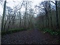 Track, Friston Forest