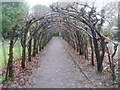 Christchurch: tree-arched path by the river