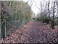 Footpath east of Whorlton Hall