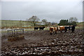 Cattle at a feeder at Ghenty, near Kirriemuir