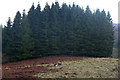 Deer and trees, Hatton, near Dunkeld