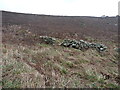 Field walls at Tregiffian Vean cliff