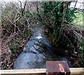 Vigorous stream near Raglan