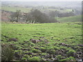 Grazing land above wooded valley looking down to Herbage Farm