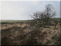 Scrub trees bordering moorland and road