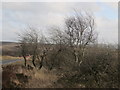 Scrub hawthorn and silver birch beside a moorland road