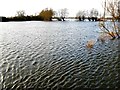 North Meadow National Nature Reserve, Cricklade