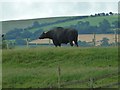 Water buffalo