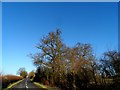 Roadside rookery