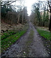 Path through Foel Fynyddau, Pontrhydyfen