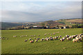 Sheep at Bonnington, near Rattray