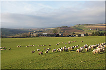 NO1847 : Sheep at Bonnington, near Rattray by Mike Pennington