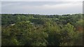 Tree tops west of Basildon