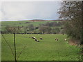 Grazing pasture with sheep