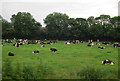 Cattle by the A11