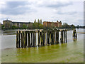 Dolphins above Palace Wharf