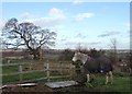 Forlorn horse at Hood Hill