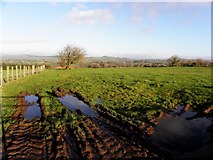 H5572 : A muddy field, Bracky by Kenneth  Allen