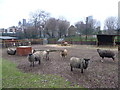 TQ3482 : Sheep at Spitalfields City Farm by Marathon