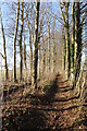 Beech trees on the Cotswold Way