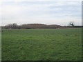 View towards a plantation alongside Team Gate Drain