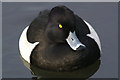 Male Tufted Duck (Aythya fuligula), Sands Lake, Ainsdale