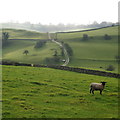 SK1655 : Solitary sheep with farm track by Peter Barr