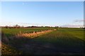 Farmland north of Stillingfleet