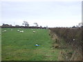 Grazing south of Moss Lane