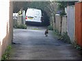 Mr Fox takes a walk on Bradford Ave. Cleethorpes