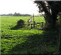 Cattle pastures by Rushmere Hall