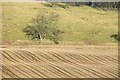 Stubble, East Mains of Dunnichen