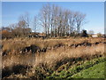 Reed beds, River Parrett