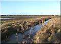 Bullrushes in the Brook