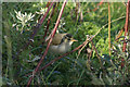 HP6516 : Arctic Warbler (Phylloscopus borealis), Skaw by Mike Pennington