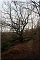 SK3096 : Twisted tree on Wharncliffe Crags by Graham Hogg