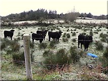 H4181 : Hardy cattle, Beltany by Kenneth  Allen