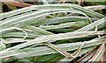 Frosty grass, Belfast