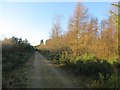 Logging road, Montreathmont Forest