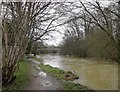 The River Mole, south of the A 246 - January 2014