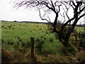 Killeenan Townland