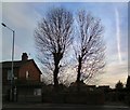 SJ9291 : Pollarded Trees at Bredbury by Gerald England