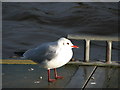 Black-headed gull