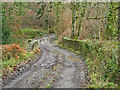 A bridge over the river Yeo in Dymsdale Wood