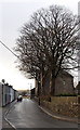 Carno Street trees in Rhymney