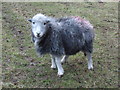 NY3705 : Herdwick Sheep by Anthony Parkes