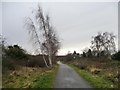 Silver birch alongside national cycle route 64